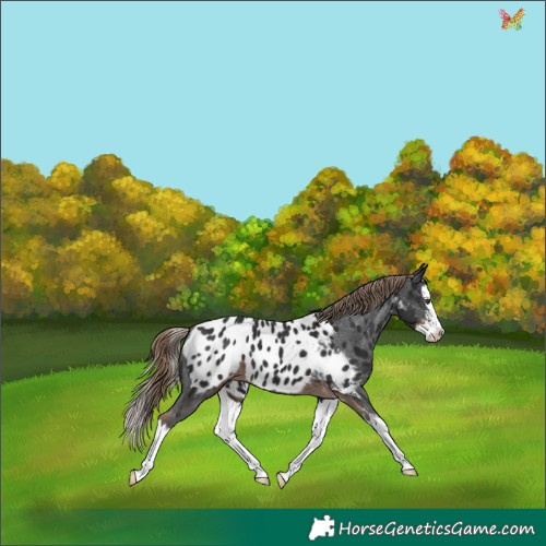Horse Color:Liver Chestnut Sabino Splash Appaloosa 
