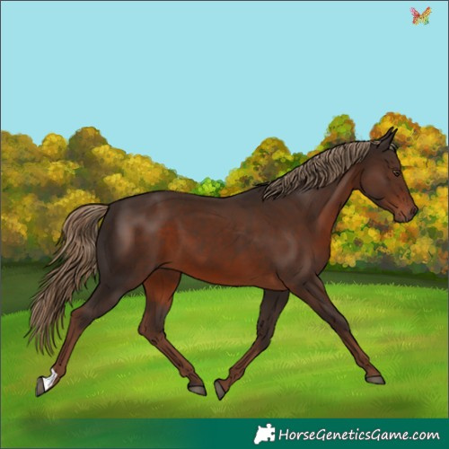 Horse Color:Liver Chestnut 