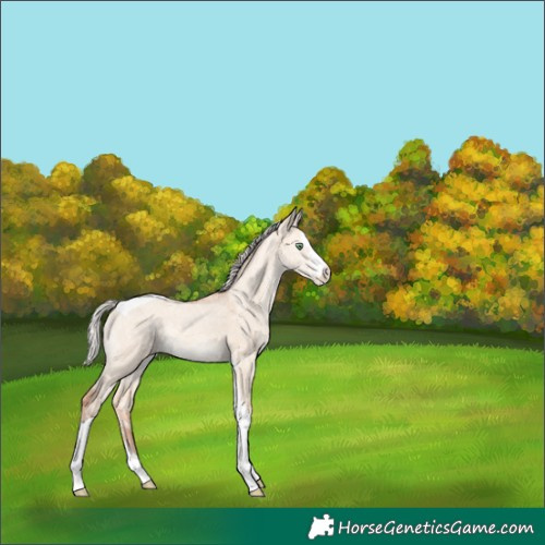 Horse Color:Silver Amber Champagne Ice Dun Sabino Tobiano Rabicano 
