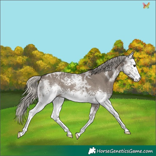 Horse Color:White Spotted Silver Smoky Grullo Ice 
