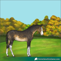 Horse Color:White Spotted Buckskin