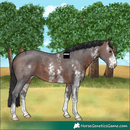 Horse Color:Brown Ice Sabino