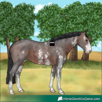 Horse Color:Brown Ice Sabino