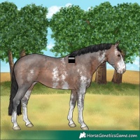 Horse Color:Brown Ice Sabino 