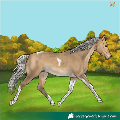 Horse Color:Silver Buckskin Dun Tobiano 