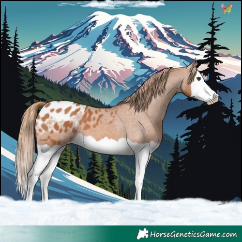 Horse Color:Chestnut Splash Appaloosa 
