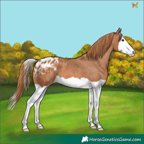 Horse Color:Chestnut Splash Appaloosa