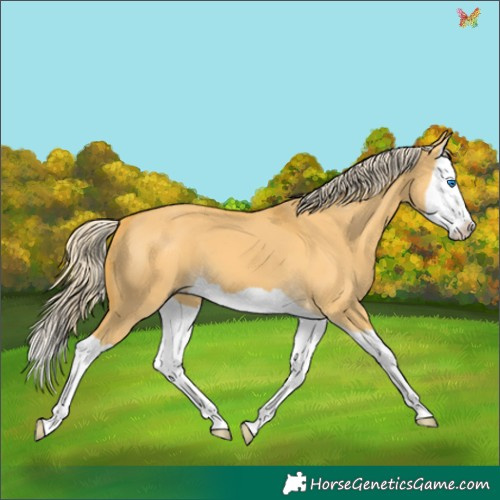 Horse Color:Palomino Dun Splash 