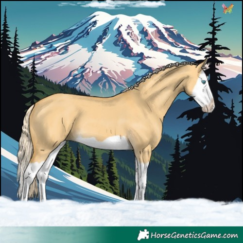 Horse Color:Palomino Dun Splash 