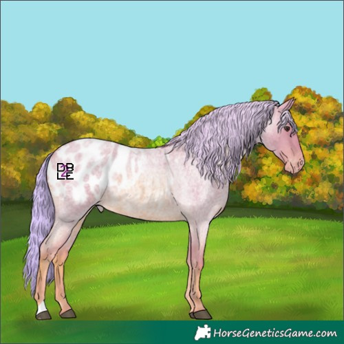 Horse Color:Watercolor Red Roan Appaloosa 