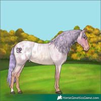 Horse Color:Watercolor Red Roan Appaloosa 