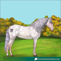 Horse Color:Watercolor Red Roan Appaloosa 