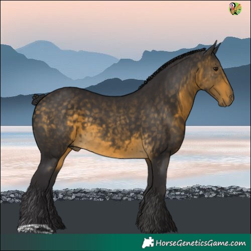 Horse Color:Buckskin 