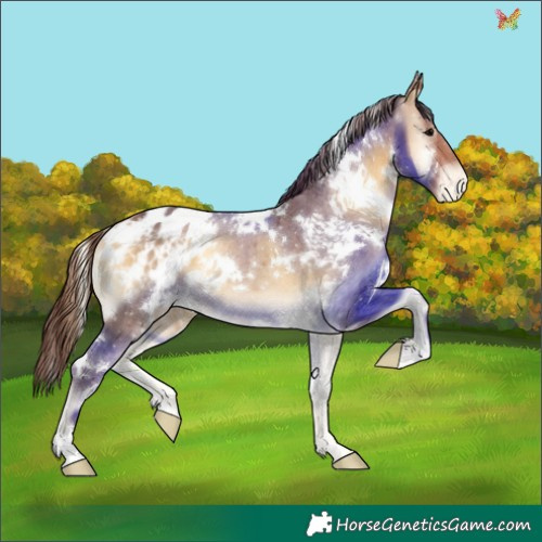 Horse Color:White Spotted Chocolate Buckskin Onyx Appaloosa 