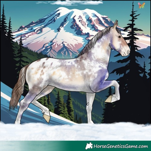 Horse Color:White Spotted Chocolate Buckskin Onyx Blanket 