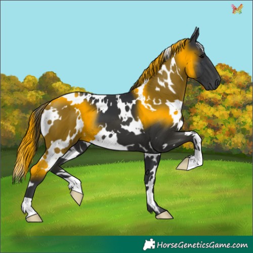 Horse Color:White Spotted Black 