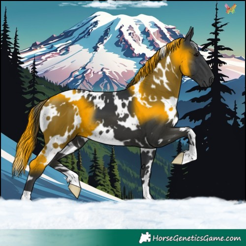 Horse Color:White Spotted Black 