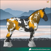 Horse Color:White Spotted Black
