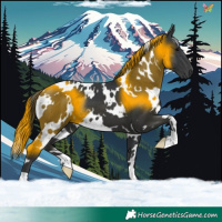 Horse Color:White Spotted Black