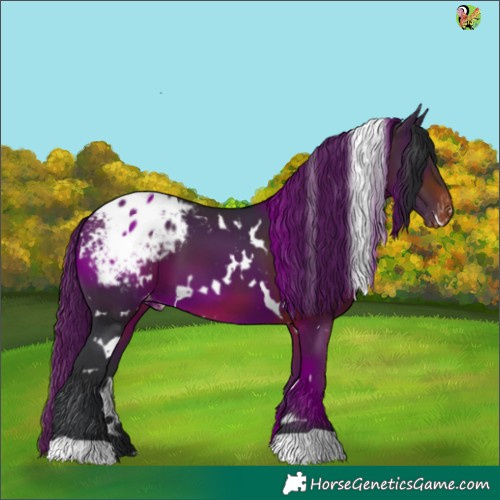 Horse Color:White Spotted Brown Appaloosa 