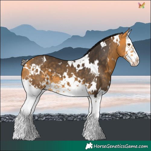 Horse Color:White Spotted Buckskin Splash 