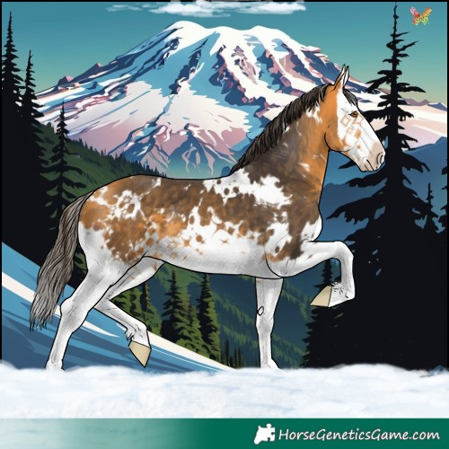 Horse Color:White Spotted Buckskin Splash 