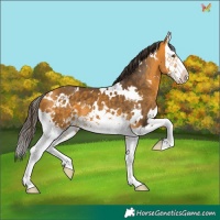 Horse Color:White Spotted Buckskin Splash 