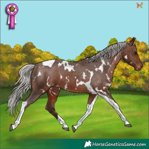 Horse Color:White Spotted Silver Brown Tobiano Appaloosa 