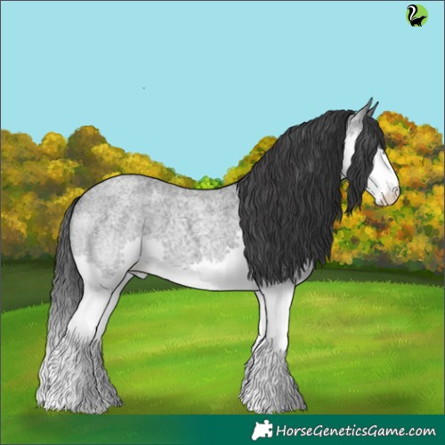 Horse Color:Blue Roan Splash 