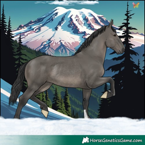 Horse Color:Grullo Rabicano 