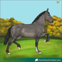 Horse Color:Grullo Rabicano 