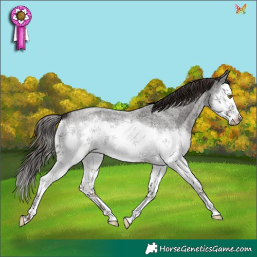 Horse Color:Liver Red Roan Splash 