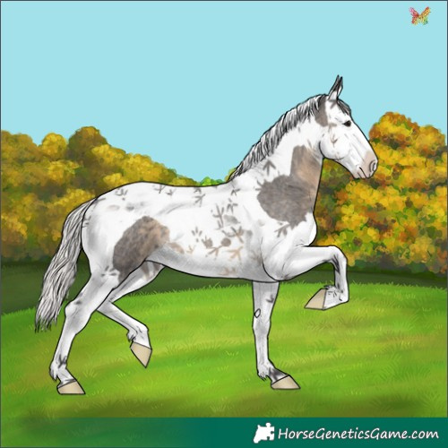 Horse Color:Silver Smoky Blue Roan Splash Tobiano 