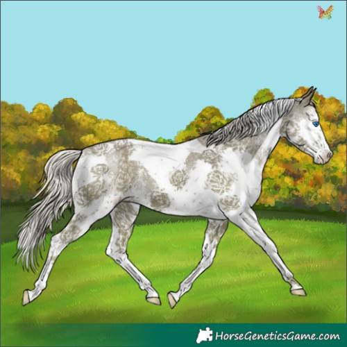 Horse Color:Silver Smoky Black Sabino Splash Tobiano 