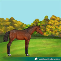 Horse Color:Bay 