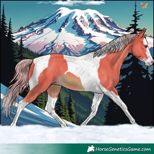Horse Color:Watercolor Chocolate Palomino Splash Tobiano 