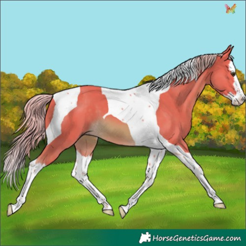 Horse Color:Watercolor Chocolate Palomino Splash Tobiano 