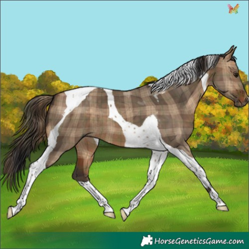 Horse Color:Plaid  Bay Dun Tobiano 