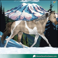 Horse Color:Plaid Bay Dun Tobiano