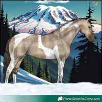 Horse Color:Plaid Bay Dun Tobiano