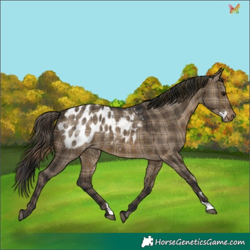 Horse Color:Plaid  Brown Dun Appaloosa 