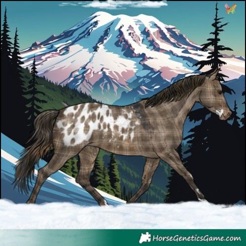 Horse Color:Plaid  Brown Dun Appaloosa 