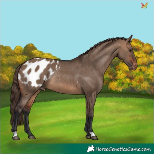 Horse Color:Brown Dun Appaloosa Rabicano 