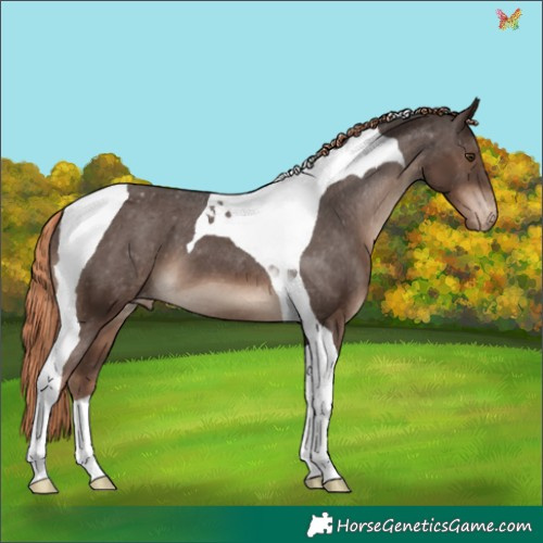 Horse Color:Liver Chestnut Tobiano Appaloosa 