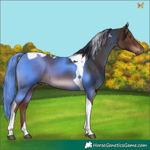 Horse Color:Liver Chestnut Tobiano 