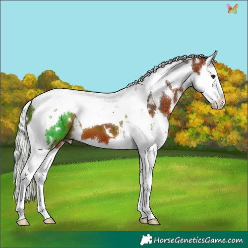 Horse Color:White Spotted Silver Bay Splash Tobiano 