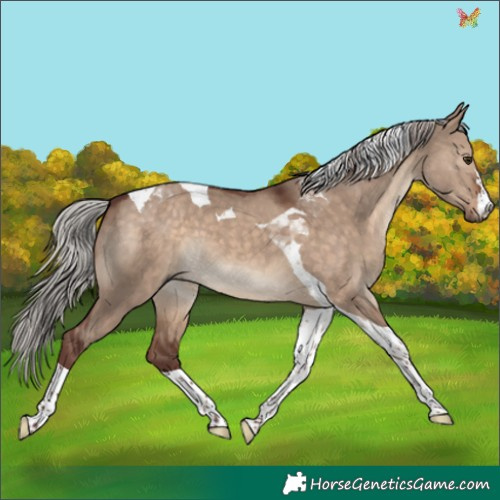 Horse Color:Chocolate Silver Brown Dun Tobiano 