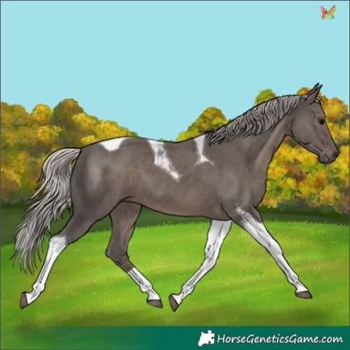 Horse Color:Silver Black Tobiano 