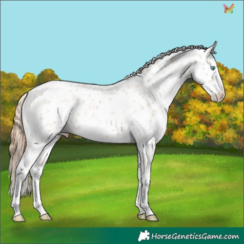 Horse Color:White Spotted Buckskin Pearl Appaloosa 