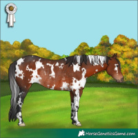 Horse Color:White Spotted Brown Rabicano 